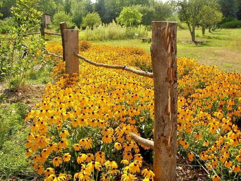 Black Eyed Susan Flower Seeds - 1 oz Perennial Native Wildflower - Drought Tolerant (Rudbeckia hirta)
