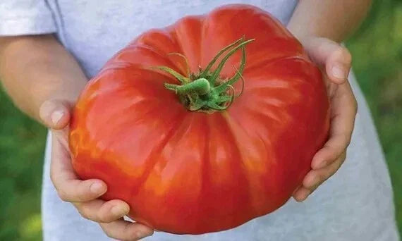 Mortgage Lifter Tomato Seeds - 30+ Heirloom Organic Non-GMO - Large Variety - Fresh Seeds for Home Gardening