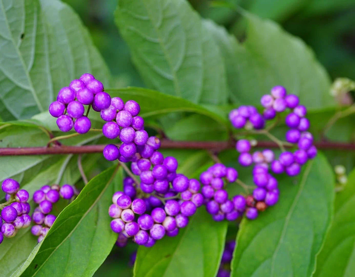 American Beauty Berry Seeds - 20 Non-GMO Seeds - Callicarpa Americana - Purple Berries - Native Plant Gardening