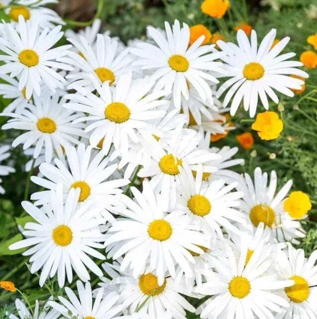 Ox-Eye Daisy Seeds Pack - 100-1000 Perennial Flower Seeds for Pollinators, Drought Tolerant, Leucanthemum vulgare