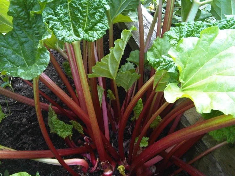 Rhubarb Plants - Crimson Stalks - Heat Tolerant Variety - Rheum rhabarbarum