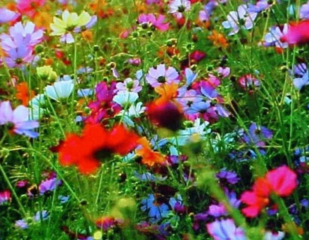 Fall Perennial Wildflower Seed Mix - 25 Varieties, 2 Pound Bulk Seeds for Pollinators & Garden Biodiversity