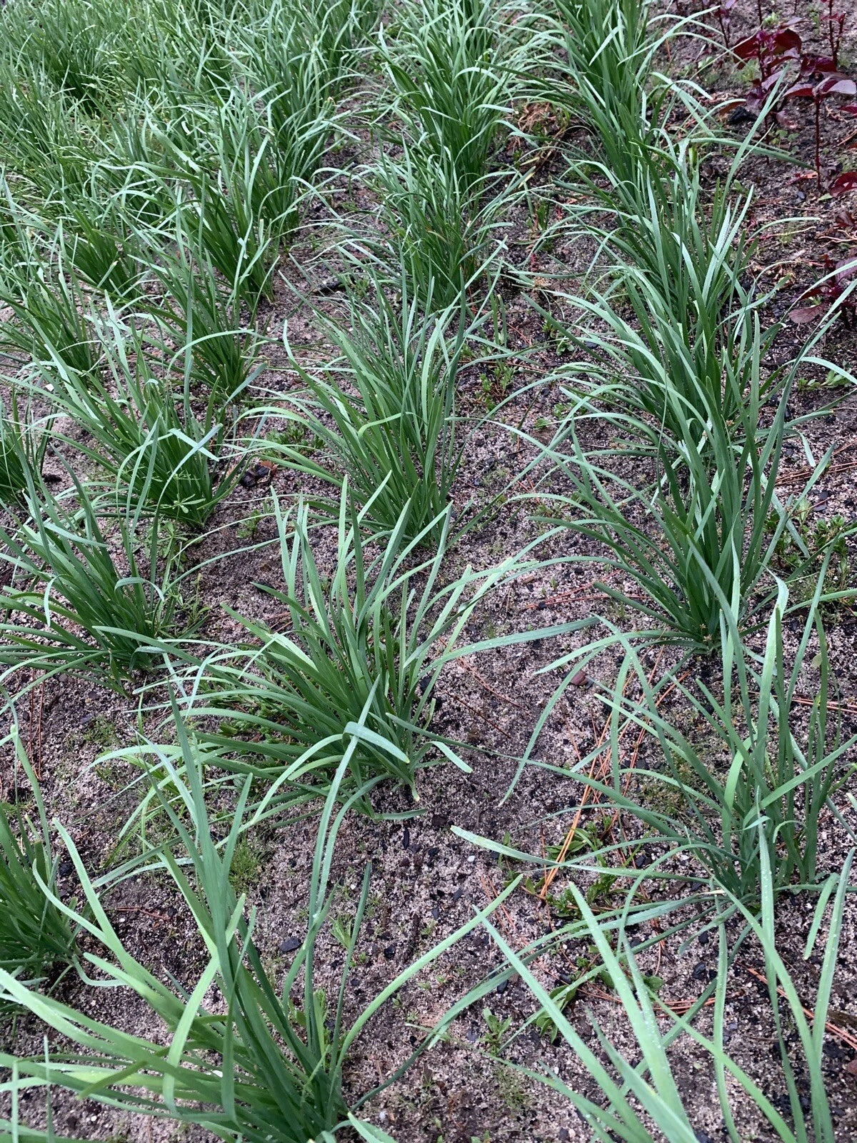 Garlic Chives Bare Root Plant - 55 Live Stalks Organic Non-GM Leek Plant (Allium tuberosum) - 老韭菜根