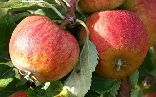 Cox's Orange Pippin Apple Seeds - 25+ Seeds for Garden Planting - Malus domestica - USA
