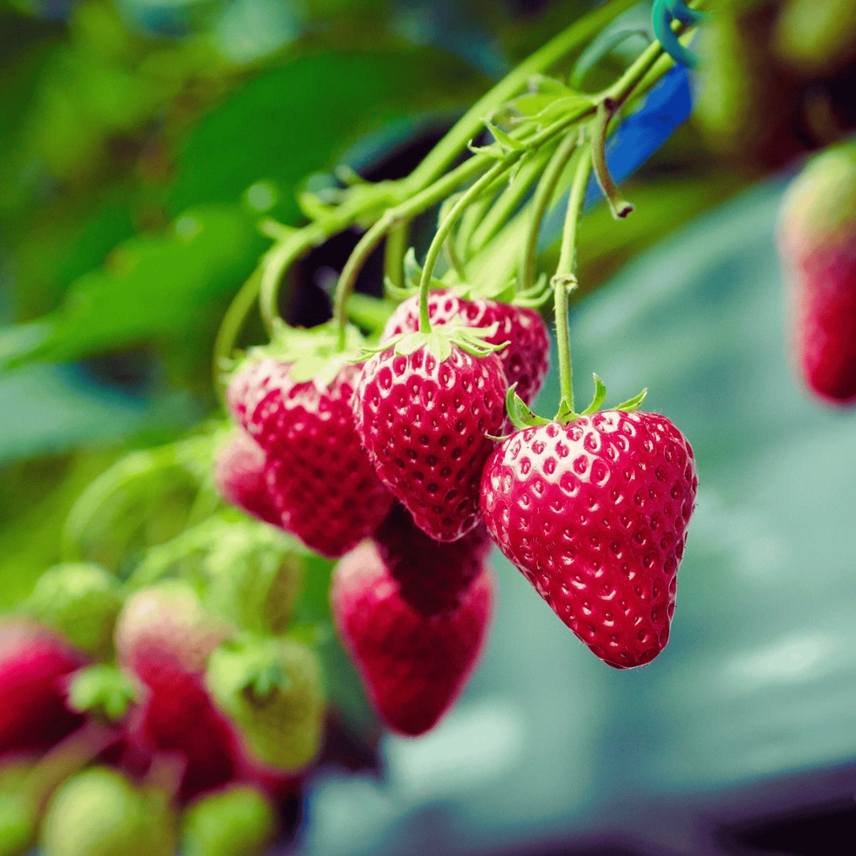 Keepsake Strawberry Roots - Bare Root Plants | Ever-Bearing Strawberry (Fragaria × ananassa)