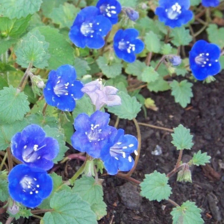California Bluebell Flower Seeds - 1000 Pack, Phacelia campanularia, Annual, Blue Flowers, Attracts Pollinators, Easy to Grow