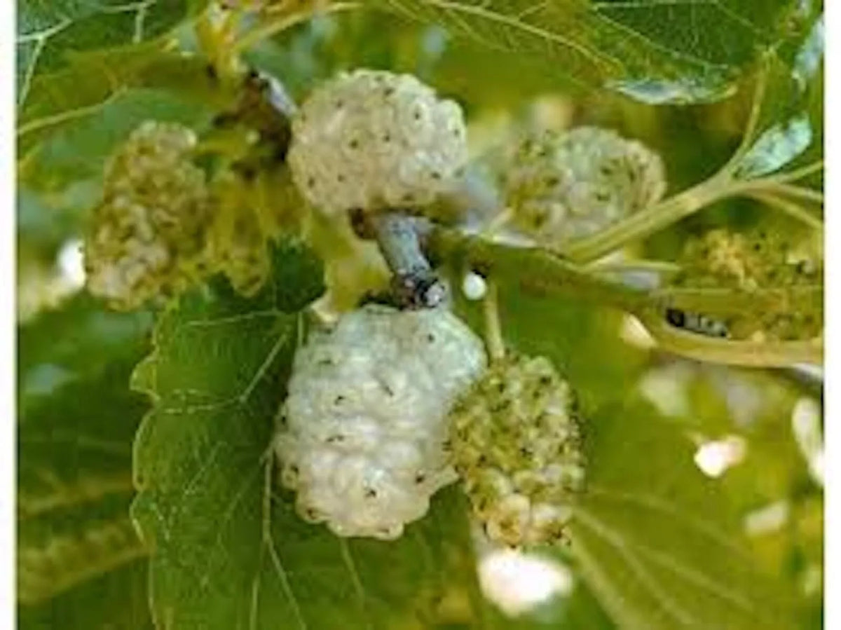 White Mulberry Tree 1-2ft Tall Bare Root Morus alba - Fast Growing, Hardy Zones 3-9, Ideal for Full Sun, Clay or Sandy Soil