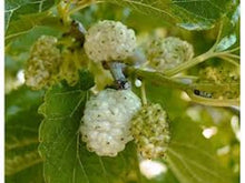 White Mulberry Tree 1-2ft Tall Bare Root Morus alba - Fast Growing, Hardy Zones 3-9, Ideal for Full Sun, Clay or Sandy Soil