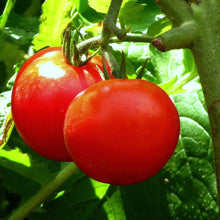 Tomato Seeds - 100 Seeds - Bonny Best Scarlet - Lycopersicon esculentum - Slicing and Canning Variety, Bright Red Fruits