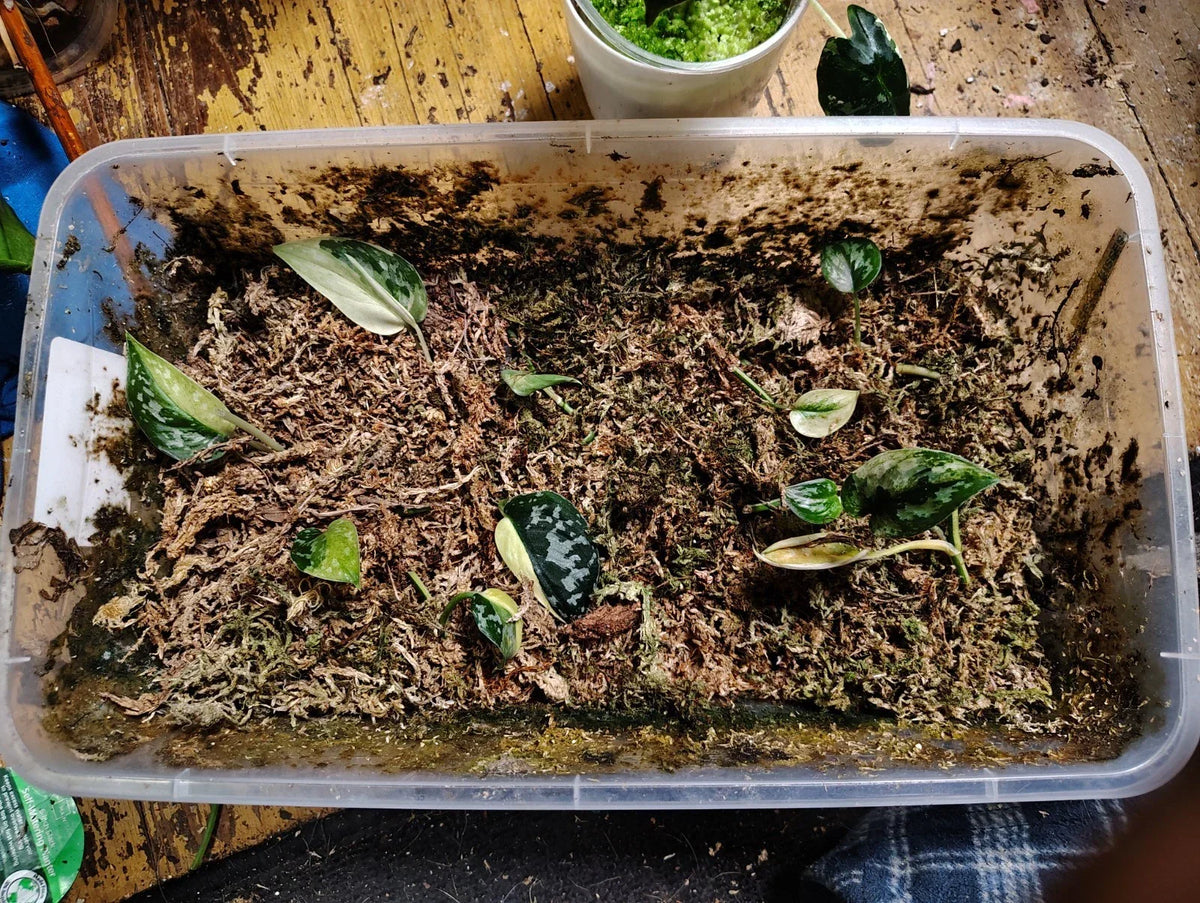Variegated Scindapsus Mayari Cuttings – Indoor Houseplant Propagation for Unique Leaf Patterns