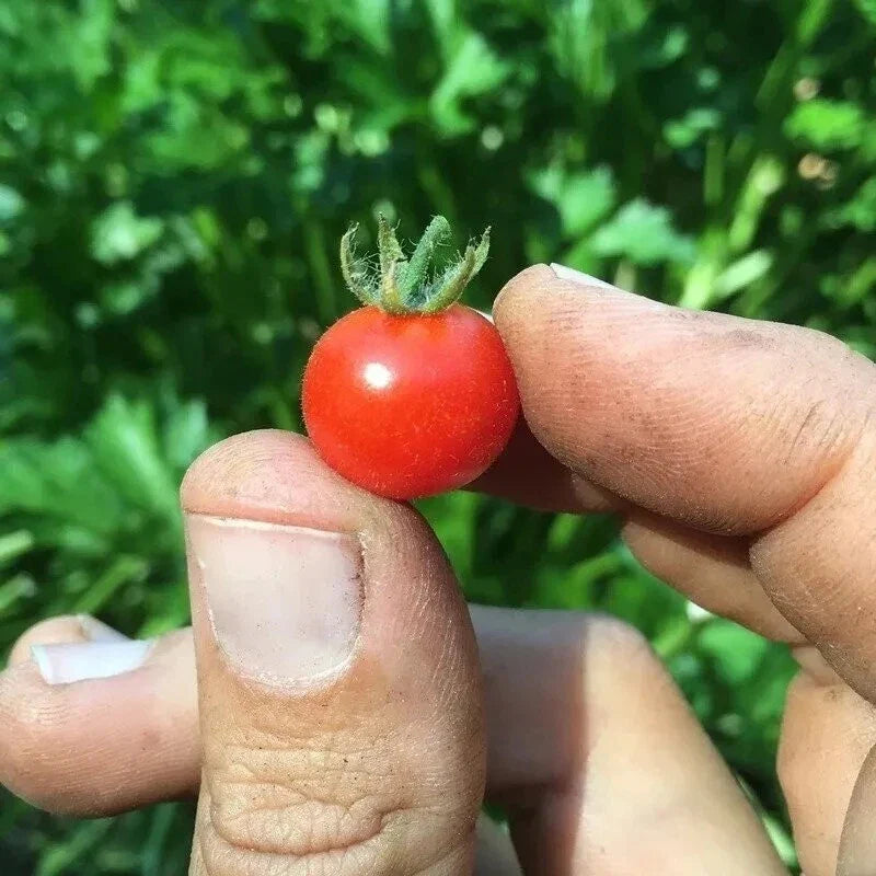 Red Currant Tomato Seeds - 30+ Heirloom Organic Non-GMO - Solanum lycopersicum