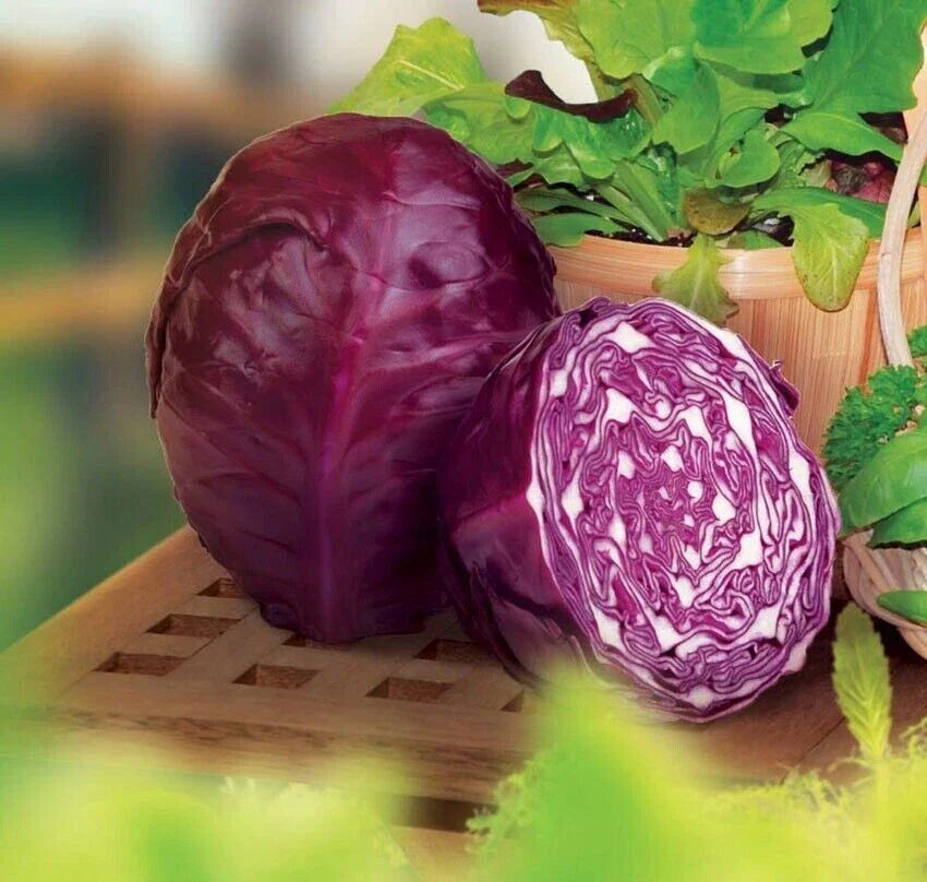 Red Acre Cabbage Seeds - 200+ Heirloom Organic NON-GMO - Brassica oleracea