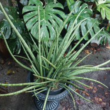 Snake Plant Cylindrica - Rooted Live Plant - Sansevieria - African Spear - Large Indoor Houseplant