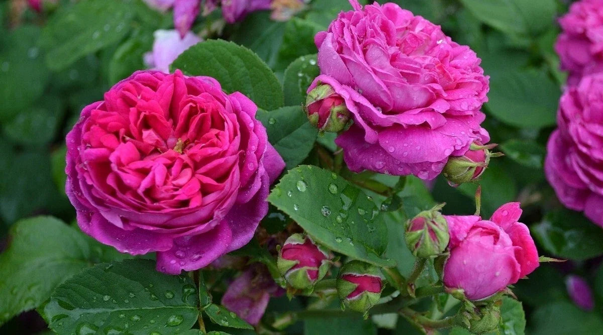 Scarlet Rose Bush Cuttings – Heirloom Rosa Multiflora, Perennial Garden Plants, Vibrant Red Blooms, Full Sun, 5+ Cuttings