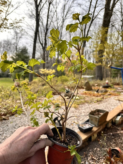 Viburnum opulus Live Bare Root Starter Plant | Guelder Rose | European Cranberrybush | Flowering Shrub | Hardy Ornamental Plant