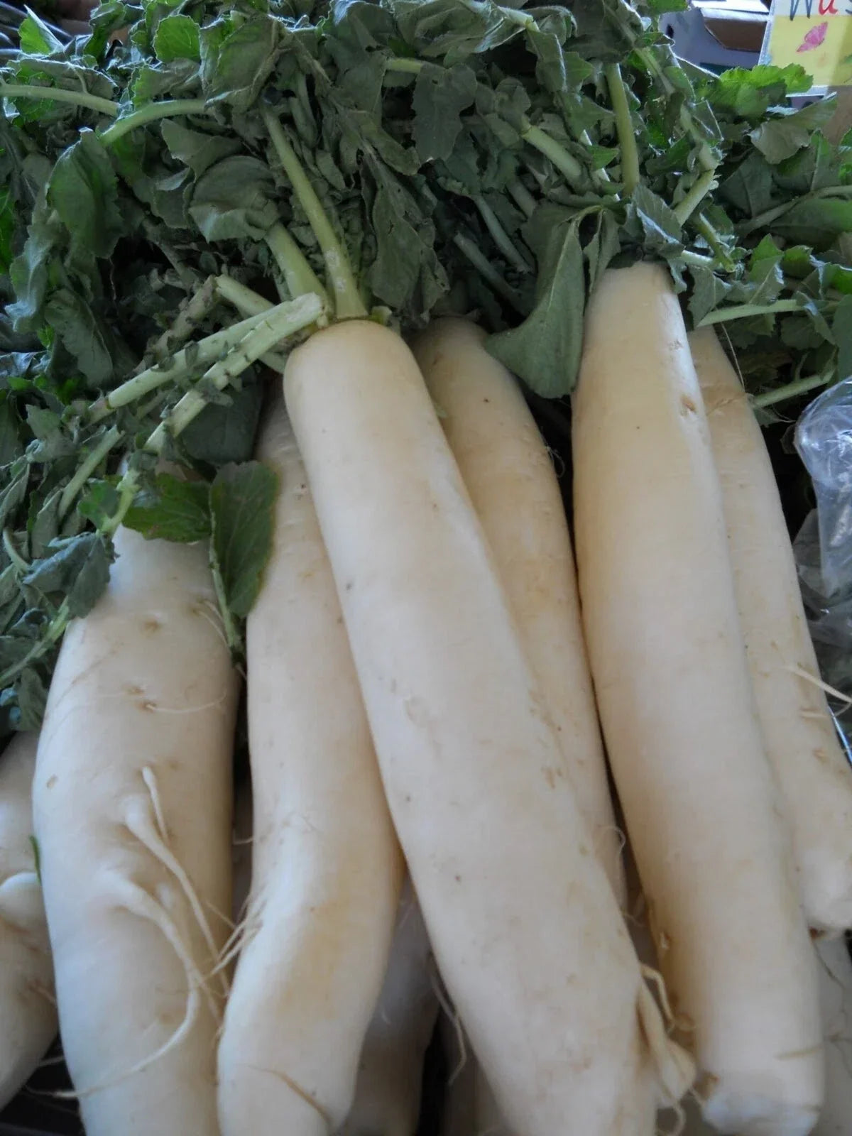Daikon Radish Seeds - Organic Heirloom Japanese Minowase Non-GMO Vegetable Garden Planting Pack