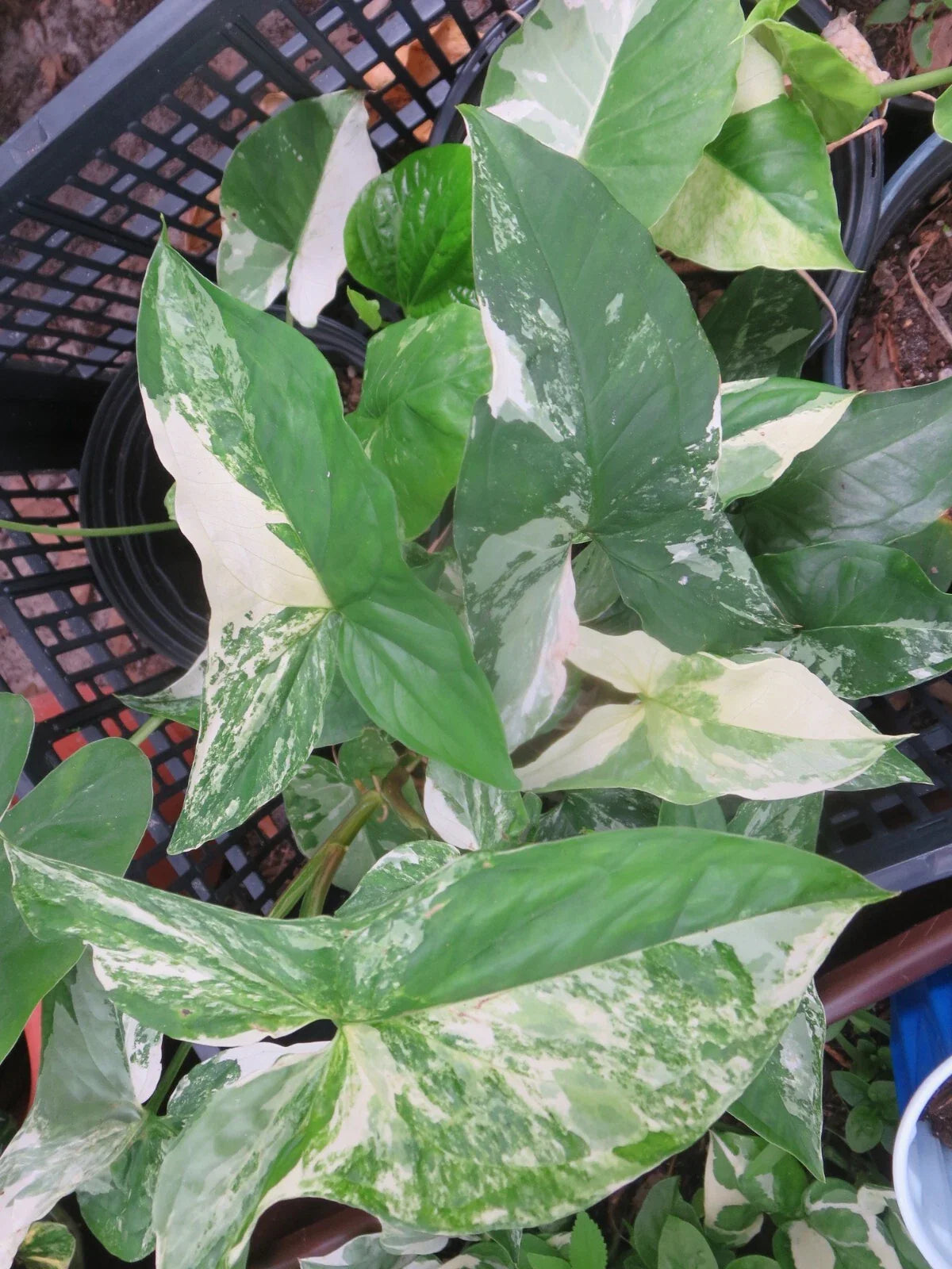Variegated Syngonium Cuttings - Two (2) Albo Podophyllum - Rare Houseplant for Plant Collectors