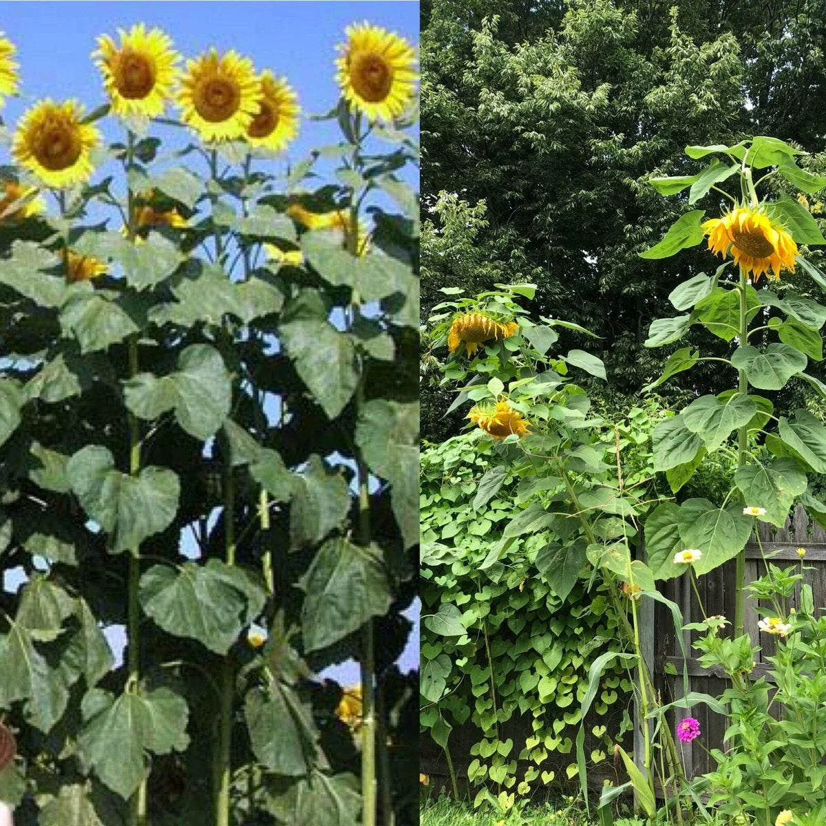 Mammoth Black Russian Sunflower Seeds - 26+ Organic Helianthus annuus, Easy to Grow Annual Wildflower