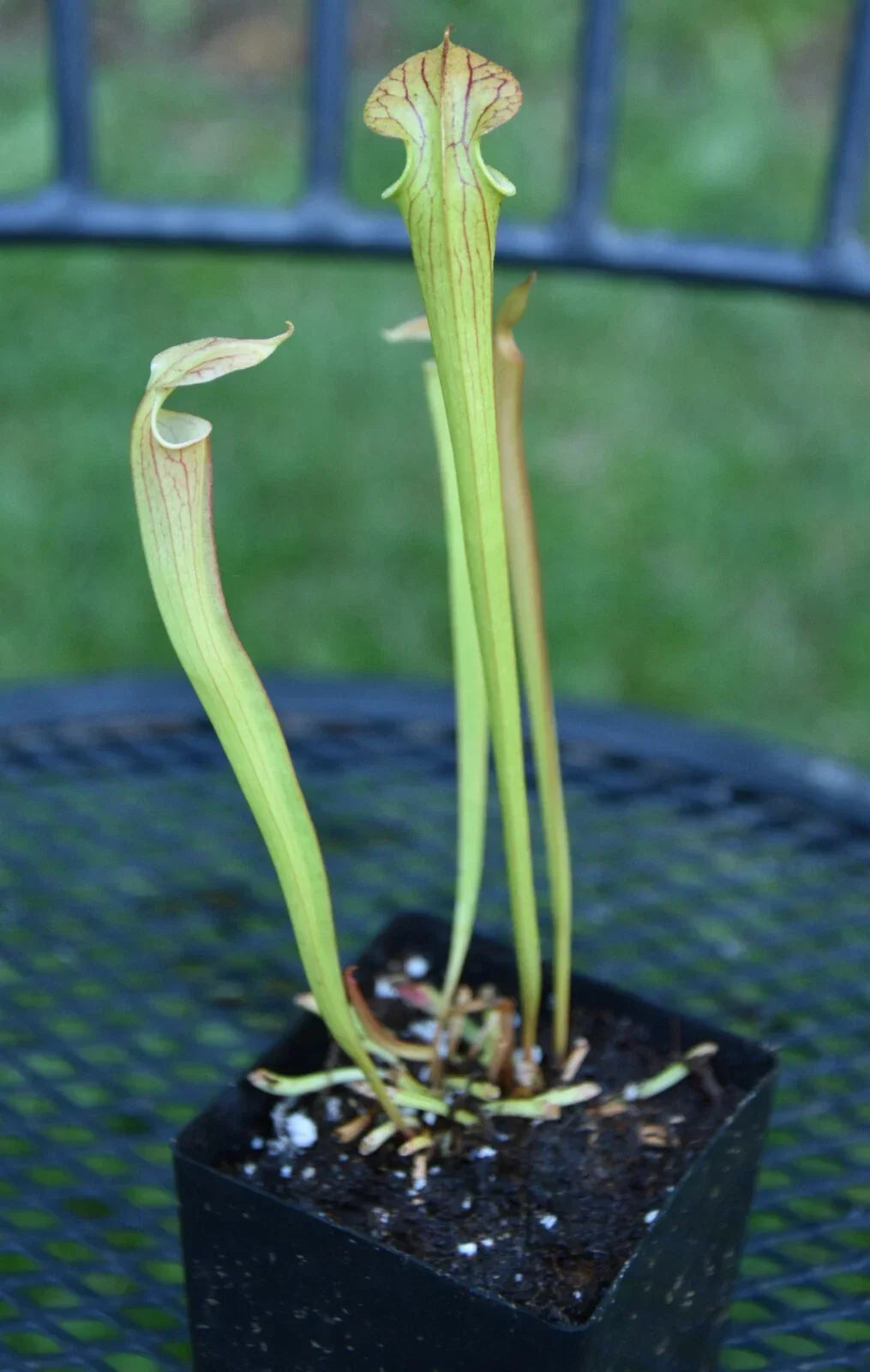 Sarracenia Seedling - Oreo x Alata x Adrian S Select Hybrid Carnivorous Pitcher Plant, Unique, Easy Care