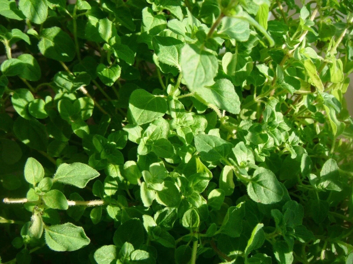 Thyme Herb Seeds - Common Thymus vulgaris, Low-Growing Perennial, Culinary & Pollinator Friendly, Seed Packet