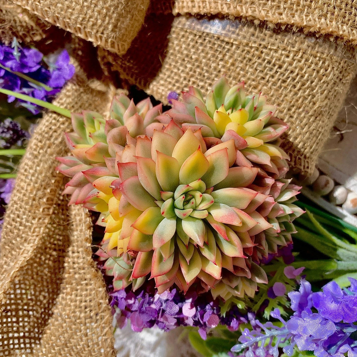 Echeveria Mebina Variegata Succulent Plant, 3" Green, Live Indoor Decor, Imported Echeveria (Echeveria Mebina)