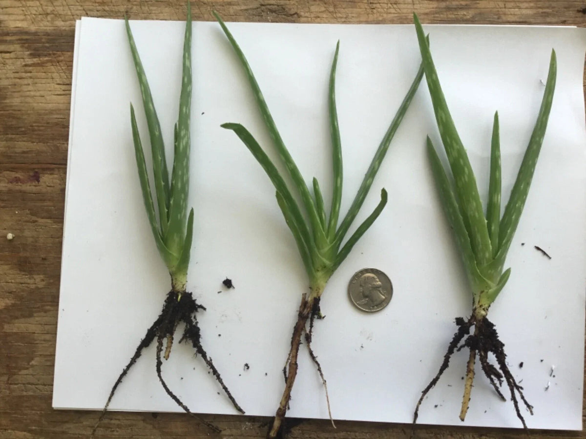 Organic Aloe Vera Plant - Bare Rooted, Healthy Live Plant - Perfect for Home or Garden - Aloe barbadensis miller