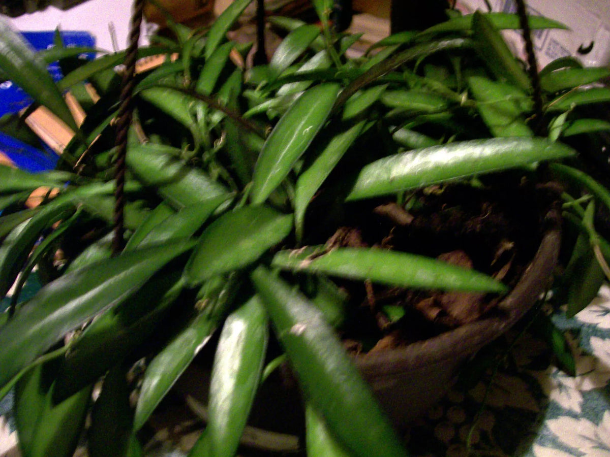 Hoya Longifolia Starter Plant, Wall String Bean, Hanging Plant, Hoya Longifolia - Heat-Loving Indoor/Outdoor Plant