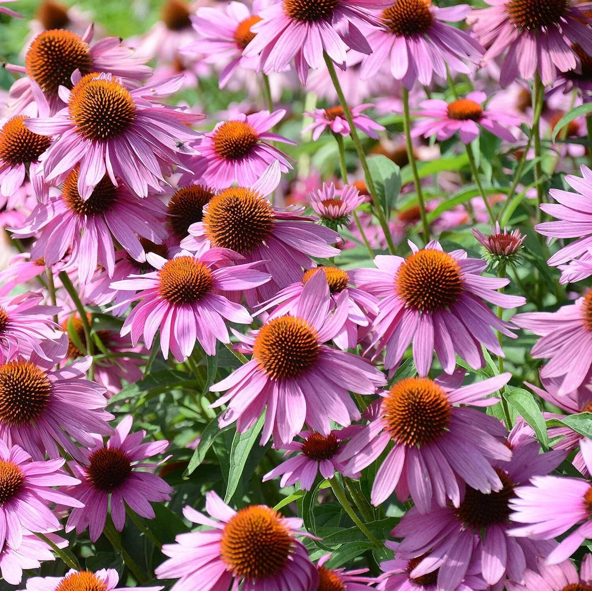 Echinacea Seeds - 1000 Count Purple Coneflower Wildflower Seeds - Perennial Flower for Garden (Echinacea purpurea)