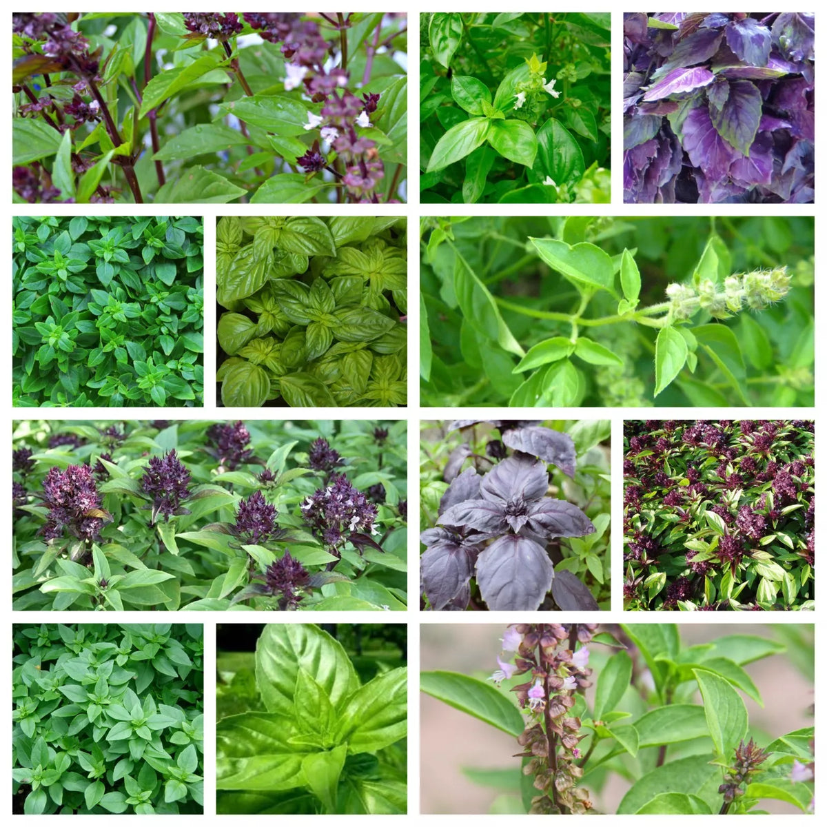 Cinnamon Basil Seeds Collection, Non-GMO Organic Basil (Ocimum basilicum), Heirloom, Culinary Herb, Full Sun, 250 Seeds