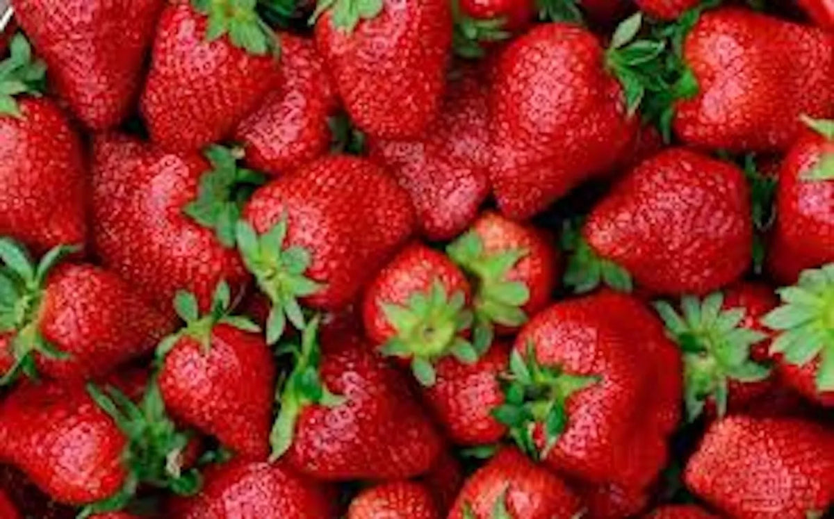 Strawberry Plant Junebearing 3-Pack Tennessee Beauty Perennial Fruit Plant (Fragaria × ananassa)