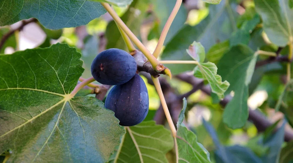 LSU Purple Fig Seeds - 100+ Organic Seeds for Garden Planting - Ficus carica - USA