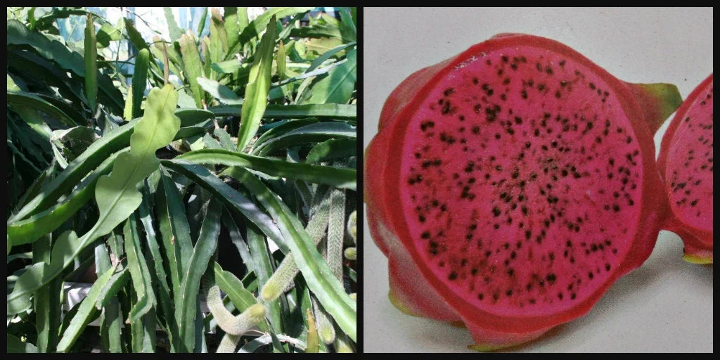 Dragon Fruit Cuttings 8" Halley's Comet Red Flesh Pitahaya Hylocereus undatus for Gardening