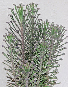 Kalanchoe Mother of Thousands Plant - Chandelier Style - Live Succulent - Bryophyllum Tubiflora