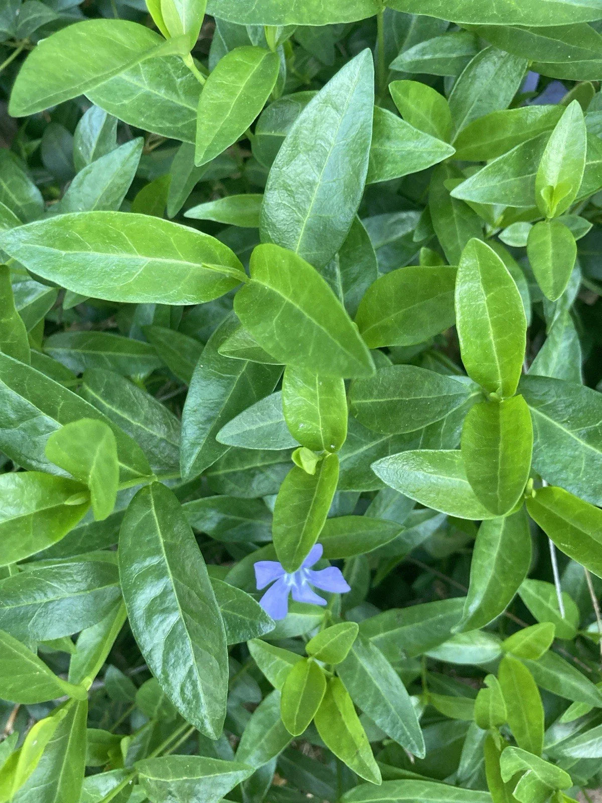 50 Rooted Vinca Minor Plants - Ground Cover Periwinkle - Vinca minor