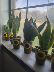 Rooted Snake Plant Cutting - Mother-In-Law Tongue (Sansevieria) - Live Indoor Plant for Easy Care and Air Purification