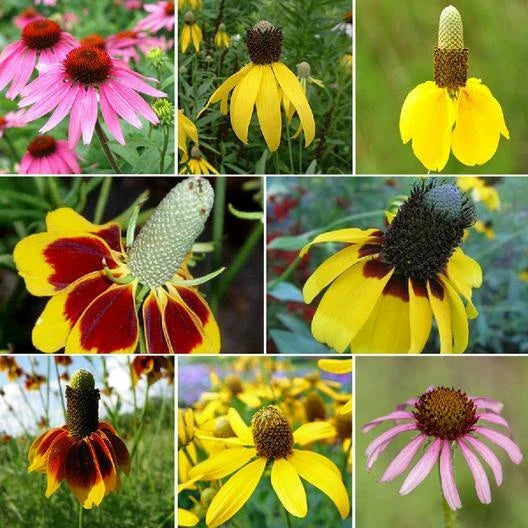 CONEHEAD Mix Coneflower Seeds - Echinacea Perennials, 500+ Seeds, Finches Love, Colorful Garden Flowers