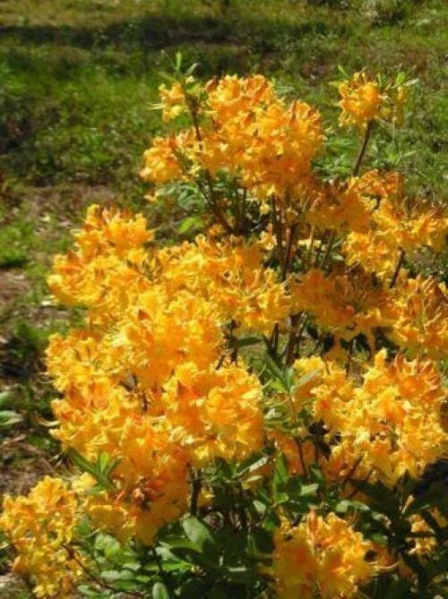 Aromi Azalea Starter Plant - Dancing Rabbit Rhododendron Deciduous Shrub in 1-Gallon Container