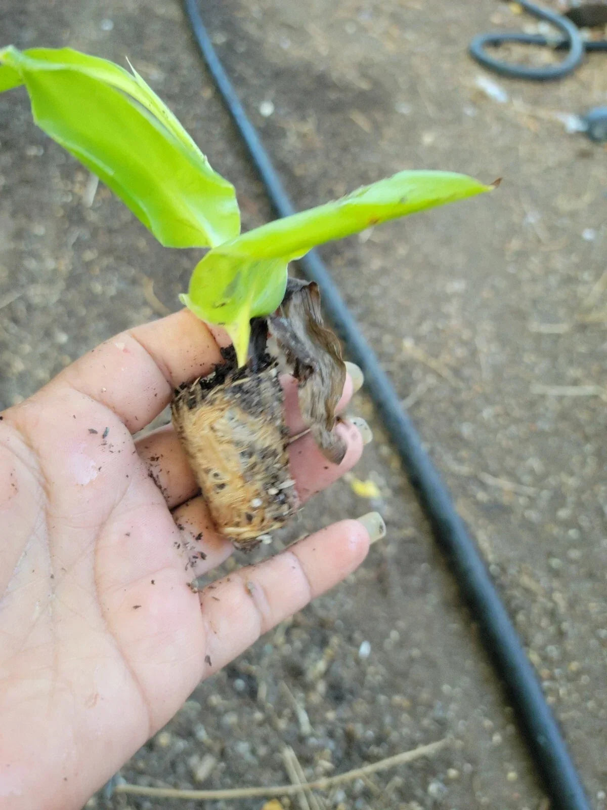 Canna Cannova Scarlet Live Plant Plugs Set of 3 for Garden, Patio, DIY Planter, Canna indica