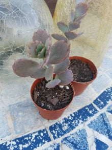 Kalanchoe Variegata Plant - 2" Pot - Lavender Scallops - Bryophyllum Fedtschenkoi Succulent for Indoor Garden