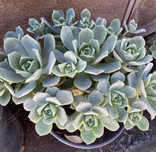 Aeonium Haworthii Pinwheel Succulent Cuttings - 10 Pack, Green Rosette Variety, Indoor Plant Decor