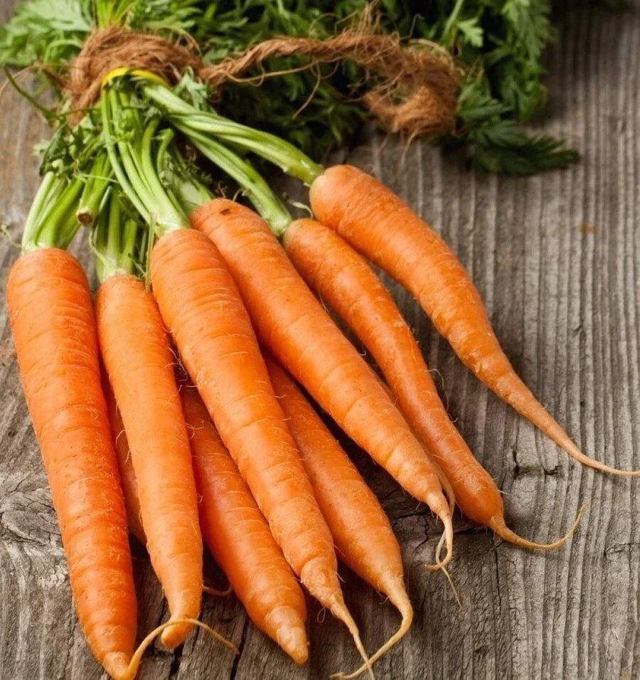 Tendersweet Carrot Seeds - Organic Heirloom Non-GMO Daucus carota, 1000+ Seeds for Home Garden, Full Sun, Easy to Grow