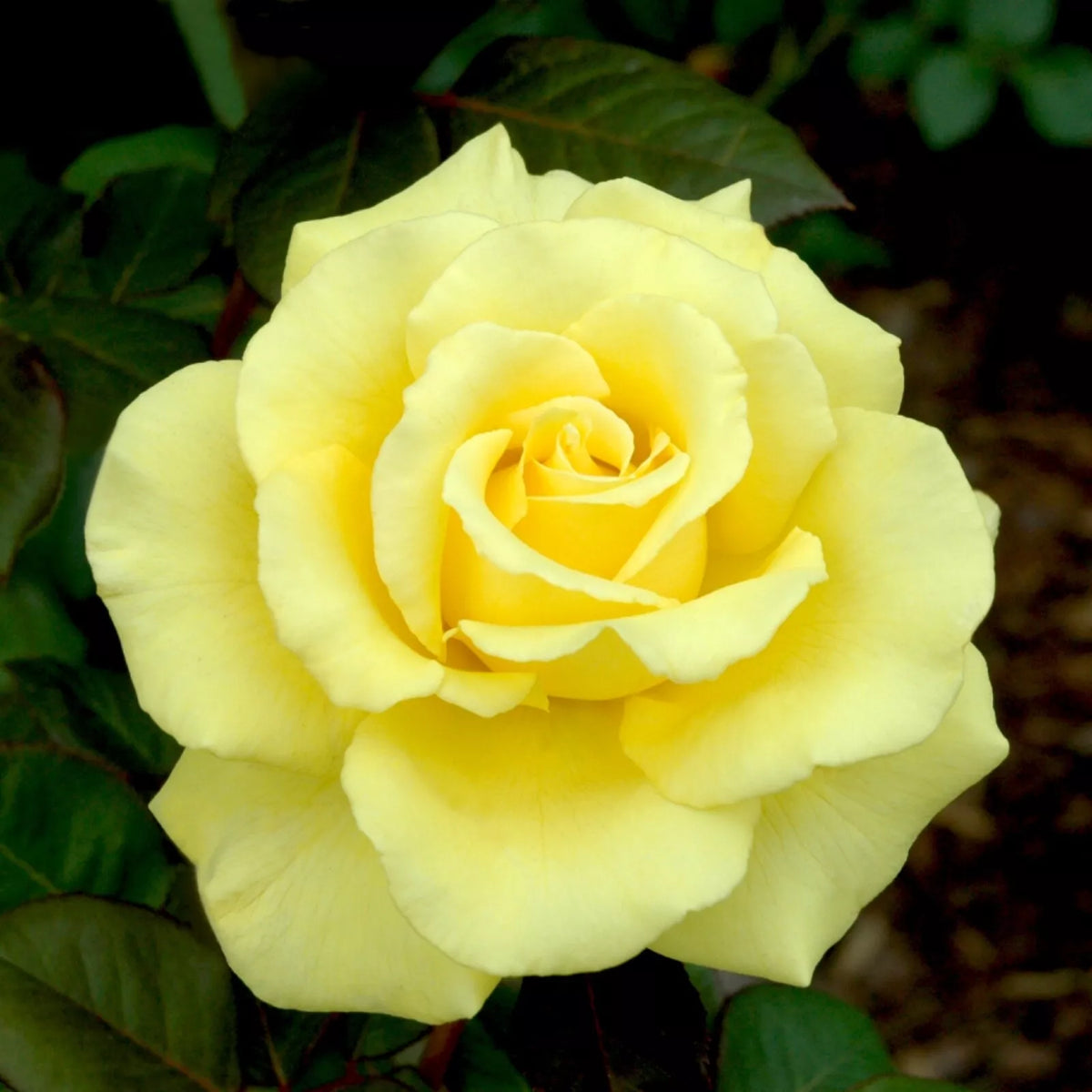 Yellow Texas Rose Cuttings for Rooting, Rosa 'Texas Yellow', Garden Plant, Bushy, Full Sun, 3 Pack