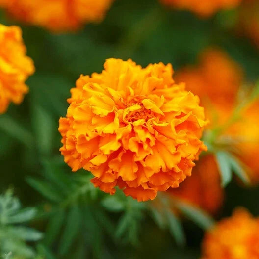 African Marigold Seeds - 250 Non-GMO Tall Orange Double Blooms - Tagetes erecta for Garden Beds & Containers