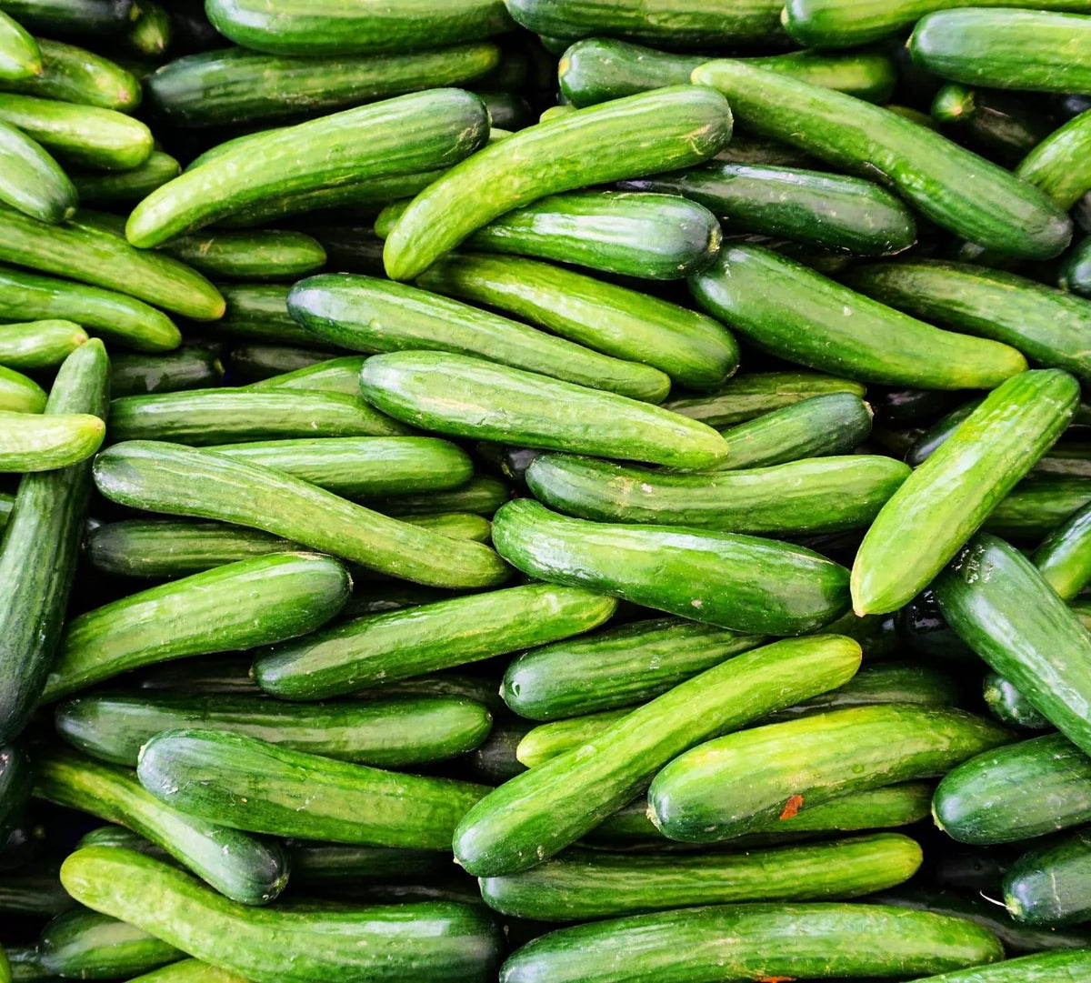 Alpha Cucumber Seeds - Persian Beit Alpha Lebanese Variety, 30 Seeds, Cucumis sativus