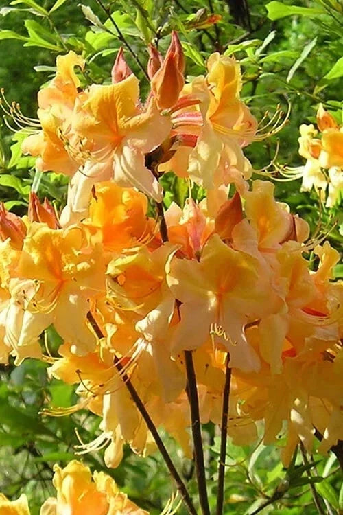 Dancing Rabbit Aromi Azalea Starter Plant - Deciduous Rhododendron, Small Dormant Shrub for Garden & Containers