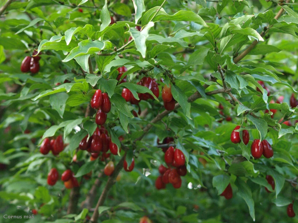 Cornelian Cherry Dogwood Tree Seeds | Edible Fruit, Hardy, Showy Flowers | Cornus mas, 10 Seeds Pack