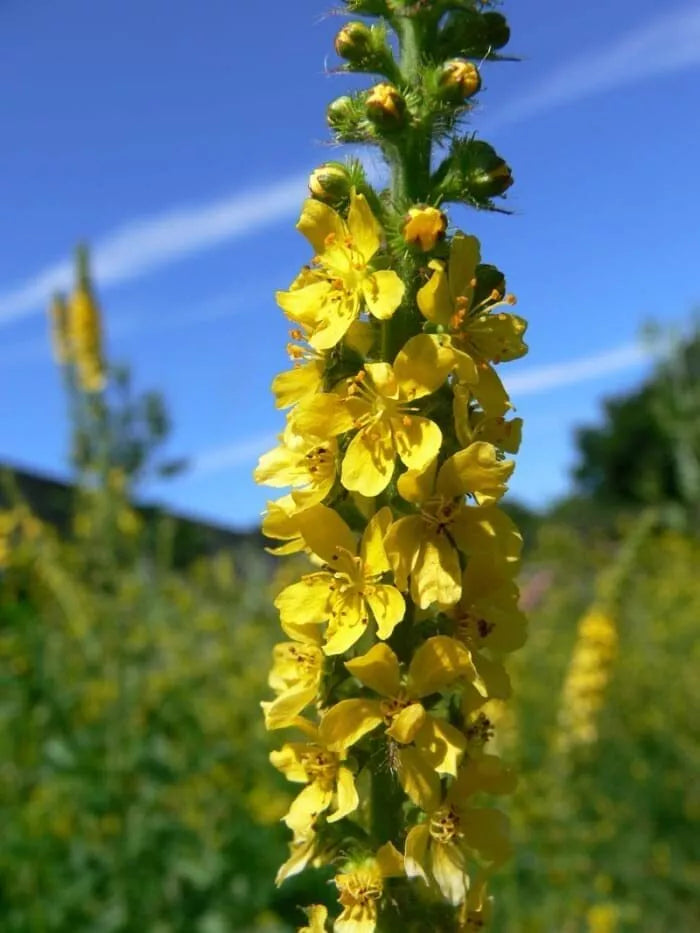 100 Wildflower Seeds for Planting - Church Steeples, Agrimonia eupatoria