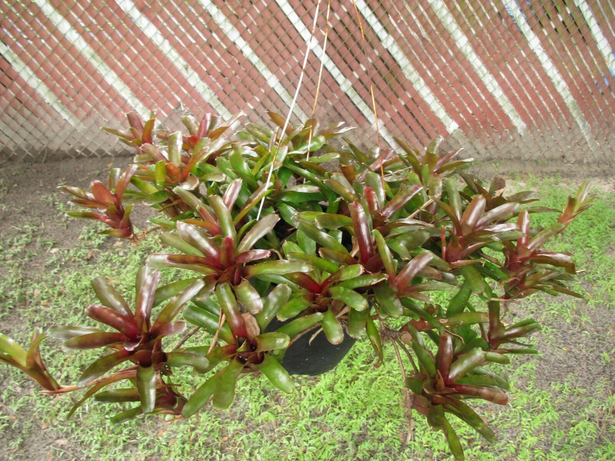 Branching Neoregelia Bromeliad - Green and Dark Red - Pack of 3 - Tropical Indoor Plant