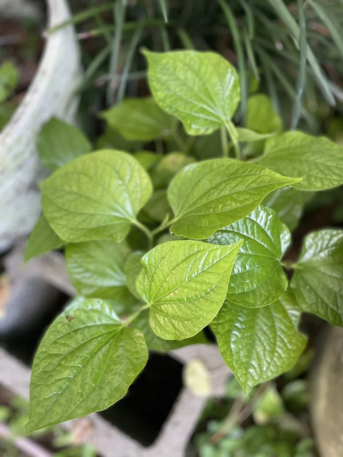 Organic Piper Lolot Plant 12"+ Live Herb Seedling, Lá Lốt, Edible Leaves, Shipped Bare Roots, Ideal for Asian Cuisine