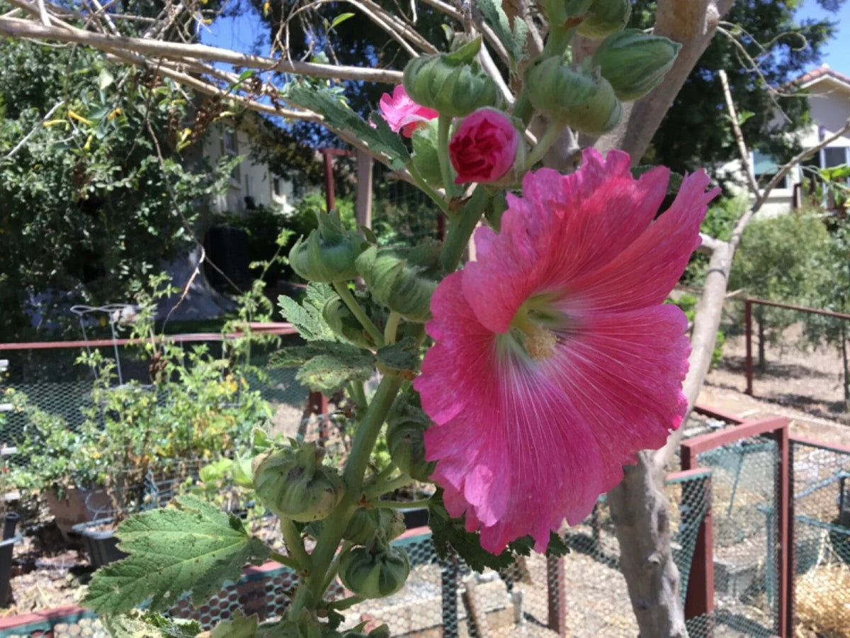 Hollyhock Seeds Packet of 50 Rosy Pink Alcea rosea - Tall Upright Garden Flower for Borders & Pollinator Attracting